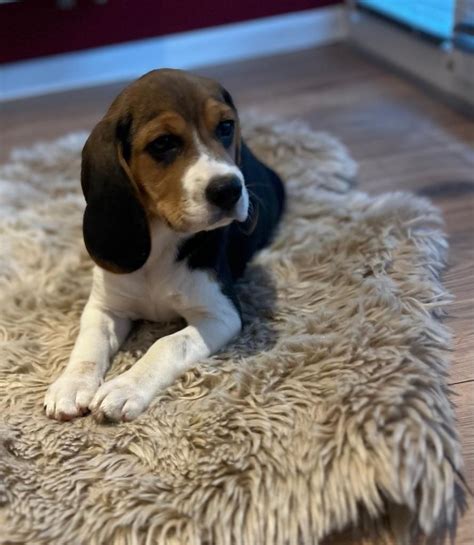 Beagle Szczeni Suczka Gotowa Do Odbioru J Drzychowice Olx Pl