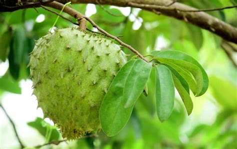 Soursop Plant