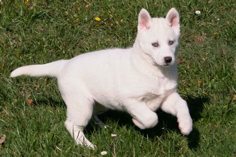 Elevage husky region centre chaton chien à donner