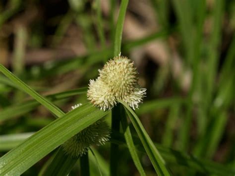 Cyperaceae Portal Eflora