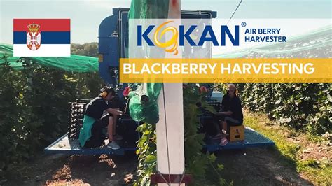 Kokan Air Berry Harvester Blackberry Harvesting In Serbia Youtube