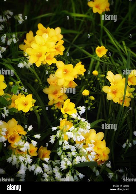 Yellow Freesia Hybrida Klatt And White Allium Sikkimense 黃色香雪蘭。別名菖蒲蘭與