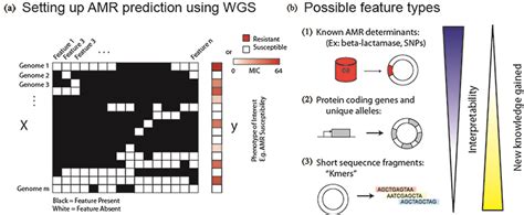 Using Whole Genome Sequencing To Predict Antimicrobial Resistance