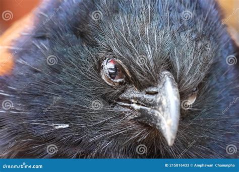 Coucals Bird Or Crow Pheasants Closeup On White Background Stock Image