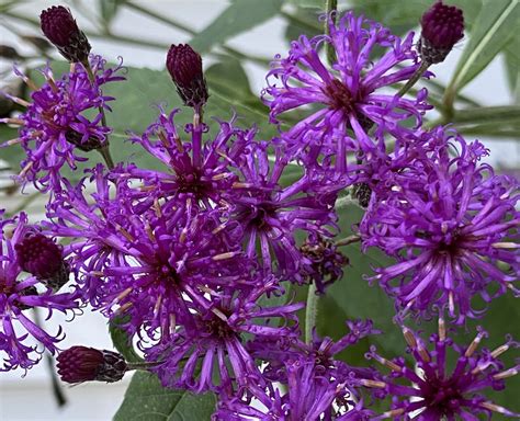 Gardening | Alan Ilagan
