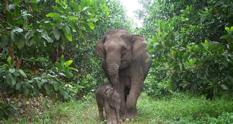 アジアゾウについて ｜wwfジャパン