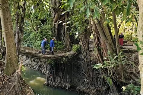 Berjarak 14 Km Dari Malioboro Ada Jembatan Akar Pohon Eksotis Berusia