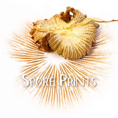 Spore Print — Hatching Curiosity