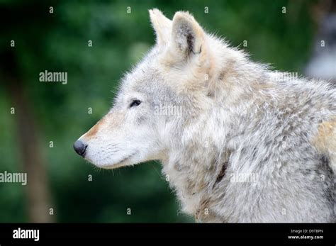 A lone wolf closeup of head in profile Stock Photo - Alamy