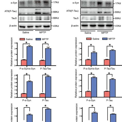 Mptp Induced Syn And Tau Phosphorylation A Representative Images