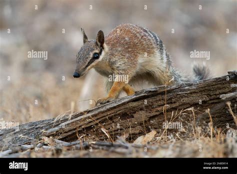 Numbat - Myrmecobius fasciatus also noombat or walpurti, insectivorous ...