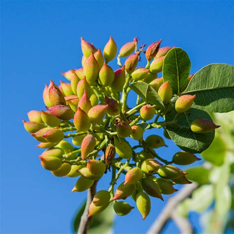 Golden Hills Pistachios For Sale