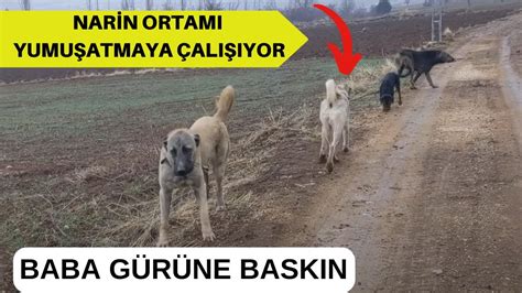 ABİMİN KÖPEKLERİ BABA GÜRÜNÜN YOLUNU KESTİ NARİNİN ORTAMI YUMUŞATMA