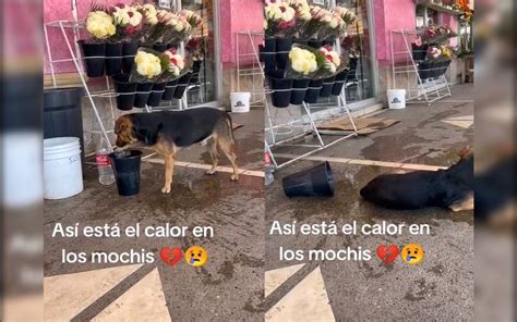 Que Agusticidad Perrito Evita Golpe De Calor Ingeniosamente Video