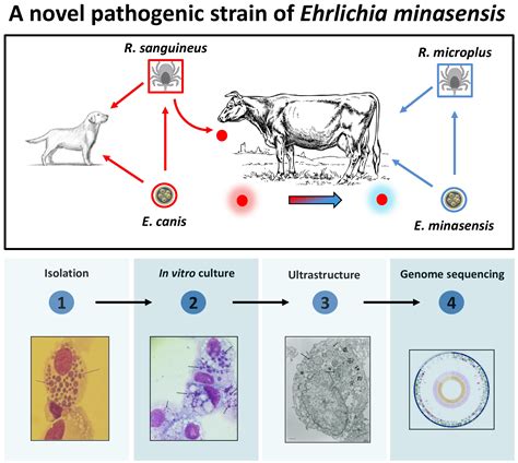 Microorganisms Free Full Text Isolation And Characterization Of A