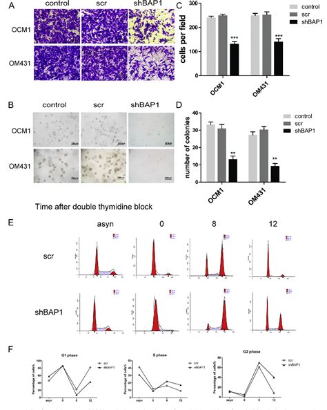 Figure 3 From Bap1 Regulates Cell Cycle Progression Through E2f1 Target Genes And Mediates