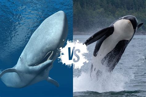 Killer Whale Vs Sperm Whale