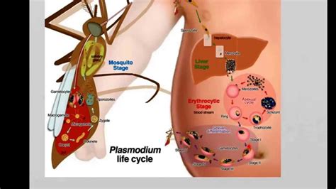 Plasmodium Simple Malaria Life Cycle Diagram Proposed Three Step Malaria Life Cycle Download