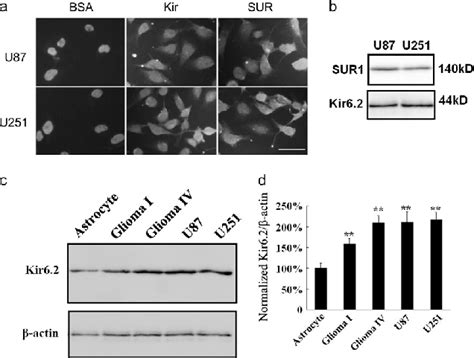 The Expression Of K Atp Channels In Glioma Cell A U And U Cells