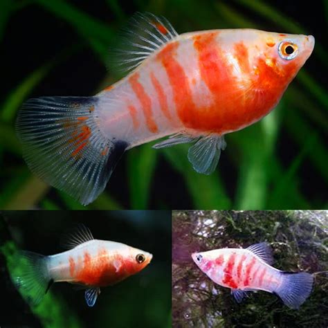 Aquarium Central Rainbow Kamaka Rainbowfish Melanotaenia Kamaka 4