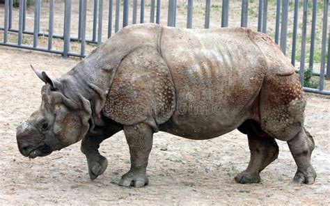 Indian Rhinoceros Or Greater One Horned Rhinoceros Stock Image Image