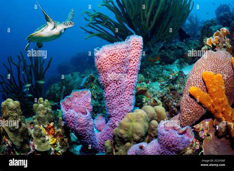 Green Sea Turtle Chelonia Mydas Swimming Over Coral Reef With Azure