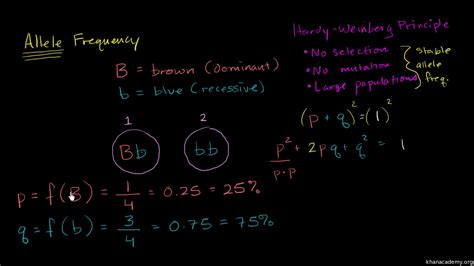 The Hardy Weinberg Equation Pogil Answers Pdf Hardy Weinberg Population Genetics Lab