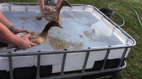 DIY Pool That Ducks Will Love Or Not YouTube