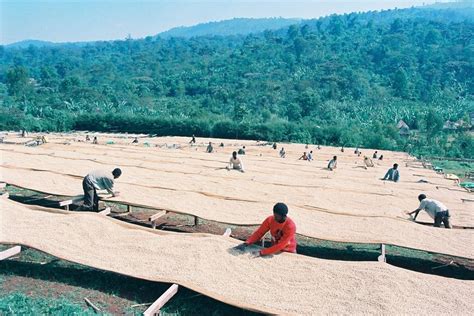 Ethiopia Earns Over 835 Million USD From Coffee Export In Nine Months