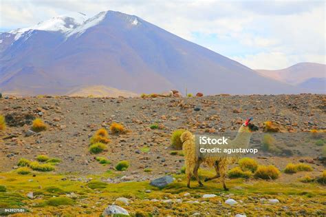 Alpaca Andean Llama Animal Wildlife In Bolivian Andes Altiplano And