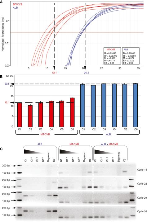 A Single Tube Multiplex QPCR Assay For Mitochondrial DNA MtDNA Copy