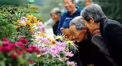 重阳节习俗 重阳节 习俗 赏菊 新浪新闻