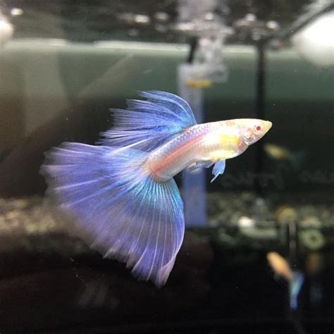 Live Male Albino Blue Sky Guppy Fish Guppy Fish Fresh Water Fish