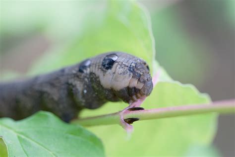 Le Grand Sphinx De La Vigne Deilephila Elpenor Chenille Flickr