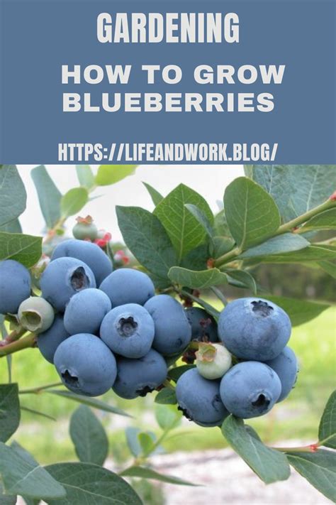 How To Grow Blueberries