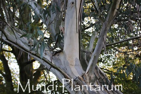 Eucalyptus Pauciflora Ssp Niphophila Mundi Plantarum