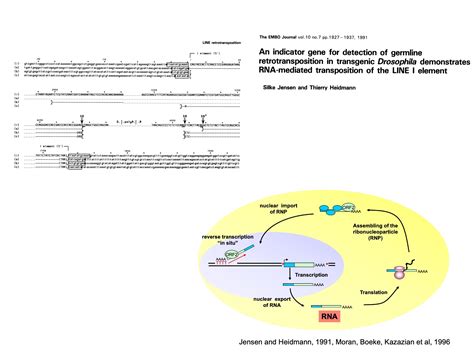 Fifty Years Of Reverse Transcriptase Thierry Heidmann Retroelements