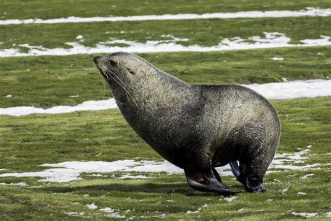 Arctocephalus Gazella Antarctic Fur Seal Otariidae S Flickr