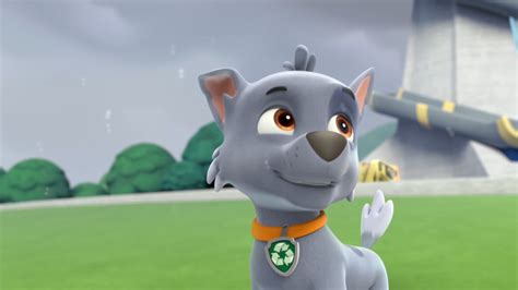 Rocky In Season 1 Rocky Paw Patrol Photo 40152527 Fanpop