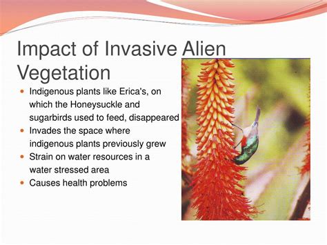 PPT Invasive Alien Plants Control Program PowerPoint Presentation