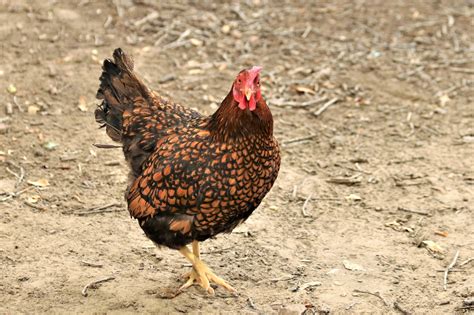 Golden Wyandotte Chicken Free Stock Photo Public Domain Pictures