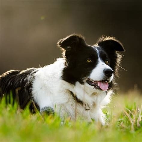 Border Collie Dog Breed Guide History Training Health