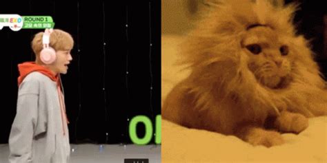 Jongdae Cat Jongdae Cat Catboy Discover Share GIFs