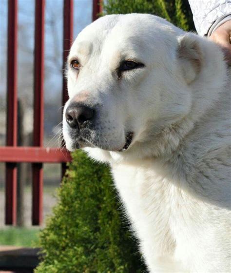 Pin de Maria Carmen Ant\u00F3nio en ANIMAIS | Razas de perros, Mascotas ...