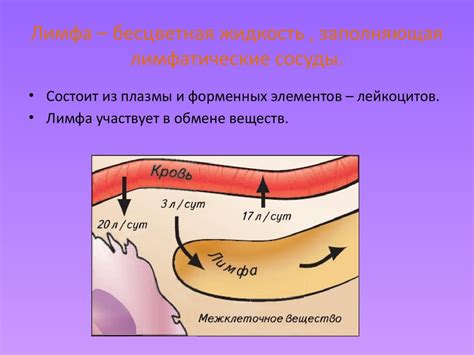 Лимфатическая система - online presentation