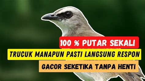 Suara Pancingan Trucukan Ini Sangat Ampuh Mancing Segala Jenis