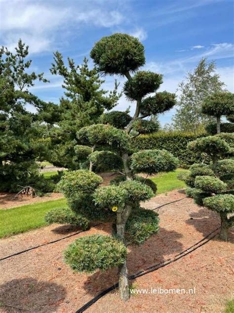 Pinus Parviflora Japanse Witte Den Bonsai Boomkwekerij En Tuincentrum