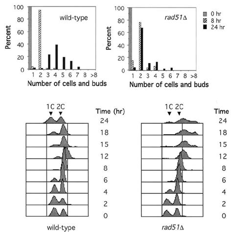 Adaptation Of Wild Type And Mutant Cells Cells Progressing Beyond The