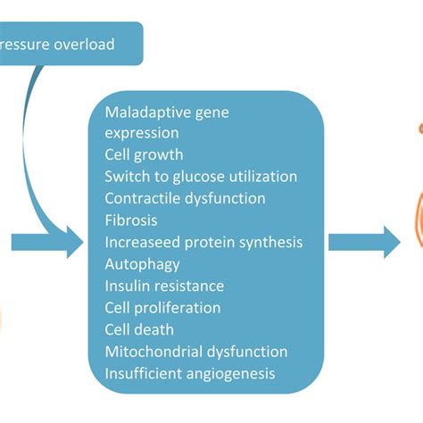 Main pathophysiological changes due to pressure overload inducing... | Download Scientific Diagram