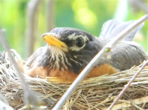 Robin Egg Identification (Determine if it's an American Robin egg in 3 ...